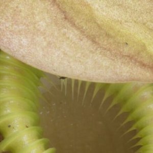 kinabalu-img-006