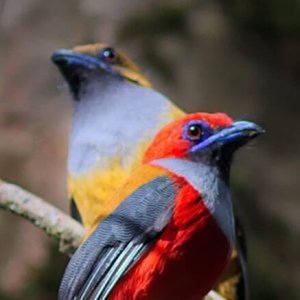 kinabalu-img-009